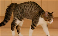 小猫总拱拱着腰怎么回事