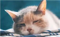 男人用做我的猫歌想表达出来
