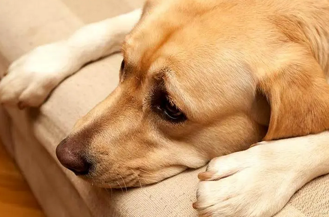 如何分辨是不是犬窝咳