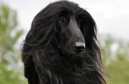阿富汗猎犬习性 非常忠诚服从主人 阿富汗猎犬习性 非常忠诚服从主人
