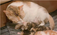 母猫赶走小猫的前兆
