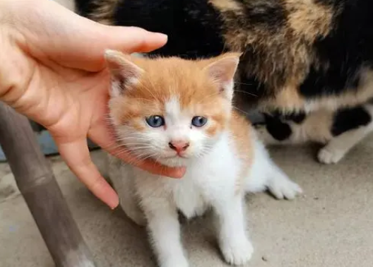 三个月的猫咪怎么喂养