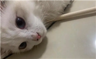 小猫鼻子噗噗的但是没有鼻涕
