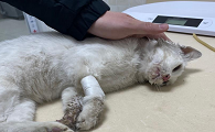 猫中毒一天了还有救吗
