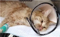 小猫的肛门红肿外翻是怎么回事