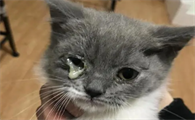 小猫眼屎多是什么原因
