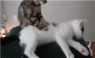 猫在身上踩来踩去还咕噜咕噜