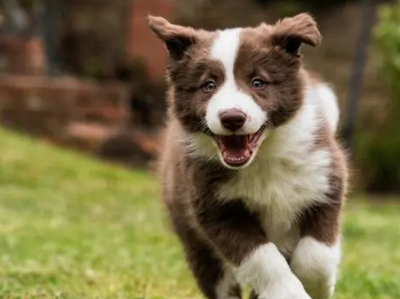 边境牧羊犬是大型犬吗？属于中型犬