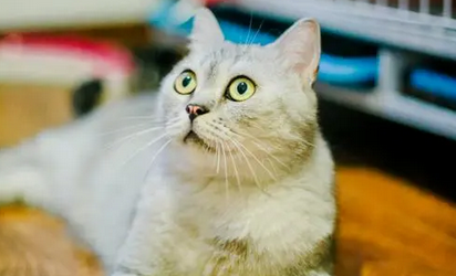 死过猫的房子是不是不好 死过猫的房子是不是不好