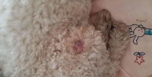 狗身上长瘤子是什么原因