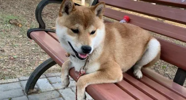 柴犬玩累了正在长椅上休息,主人非要带它走,直接拉了下来 柴犬玩累了正在长椅上休息,主人非要带它走,直接拉了下来