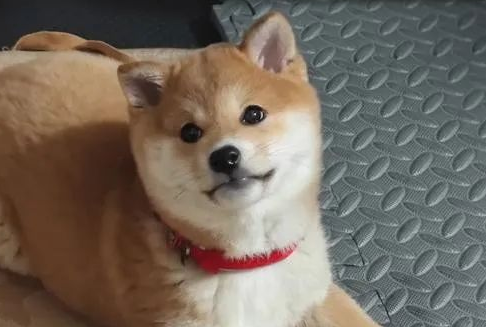 网友凌晨回家,发现门口有一只小柴犬守候,狗子:终于有人回来了,都等一晚上了! 网友凌晨回家,发现门口有一只小柴犬守候,狗子:终于有人回来了,都等一晚上了!