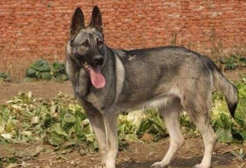 中国长毛狼犬是禁养犬吗
