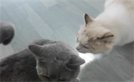 母猫几个月发情