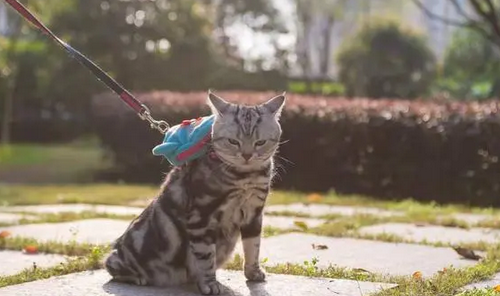 猫怎么寄到别的城市