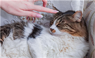 摸着猫的毛皮睡
