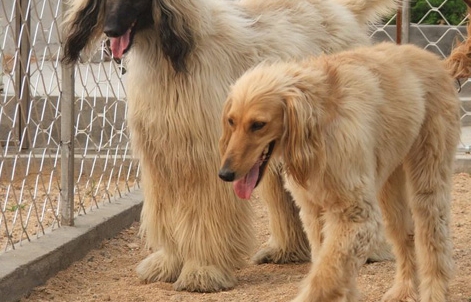 阿富汗猎犬颜色图片