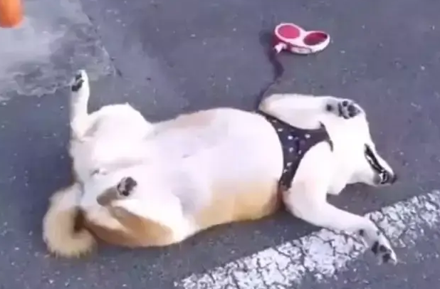 柴犬四脚朝天倒在马路上,跟“死狗”一样 柴犬四脚朝天倒在马路上,跟“死狗”一样