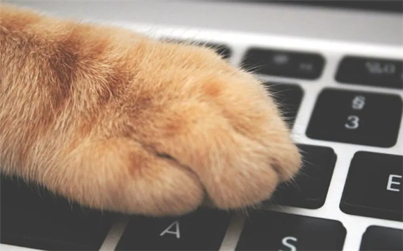 猫咪淘气惊人！他们做过哪些让你崩溃的行为？