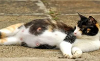 猫自己生产安全吗