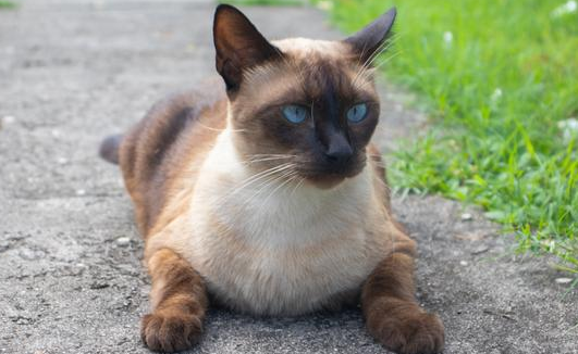小猫的外形特点