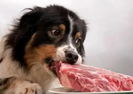 冷冻的肉可以直接给狗吃吗