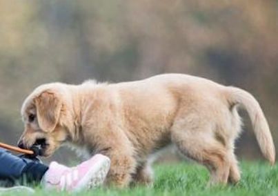 比较适合家养的狗 要选择宜养犬类