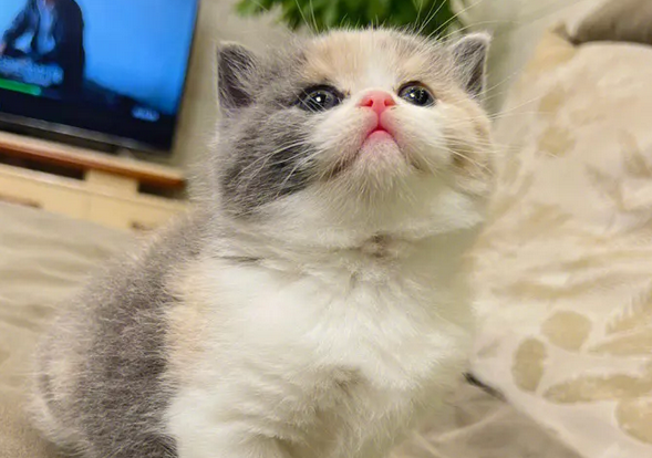 猫有什么品种图片大全
