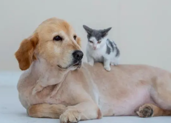 猫姿势解释大全图片 猫姿势解释大全图片