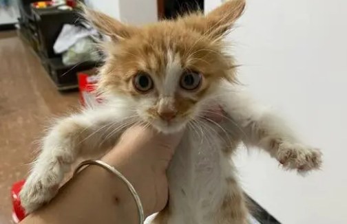 跳蚤粉可以撒在猫身上吗