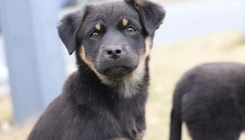 中华四眼犬和罗威纳区别