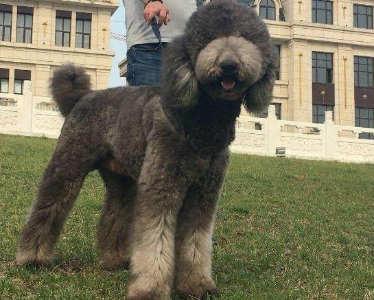 陕西可以养巨型贵宾犬吗