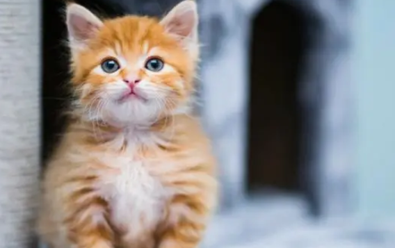 猫爪印怎么办 猫爪印怎么办