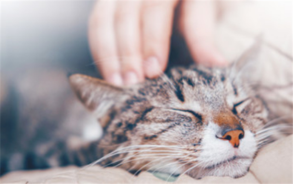 女人说自己是猫是什么意思 女人说自己是猫是什么意思