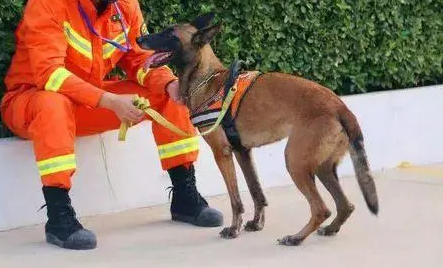 小型缉毒犬有哪些品种图片