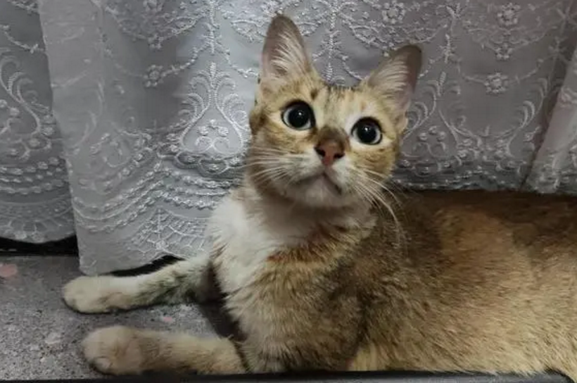 中华雀猫可以家养吗