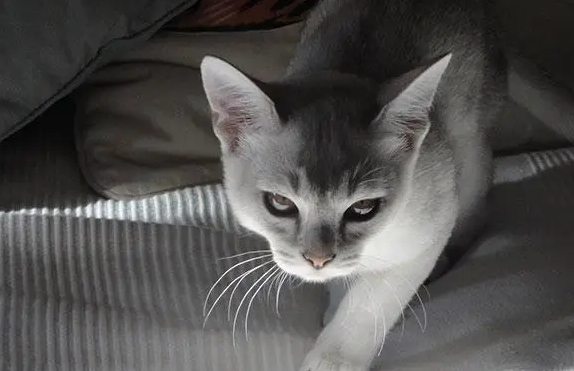 波米拉猫多少钱一只