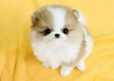 茶杯犬小时候的样子 茶杯犬小时候的样子