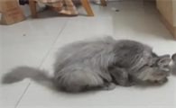 猫走着走着掉下一颗屎咋回事