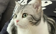 猫有猫的方向的主要内容