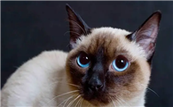 暹罗猫为什么又叫逻辑猫