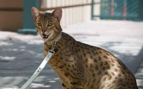 阿瑟拉猫长什么样