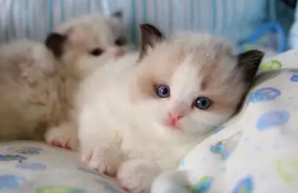 网上买的猫咪能养活吗 网上买的猫咪能养活吗