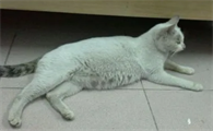 母猫怀孕50多天拉稀