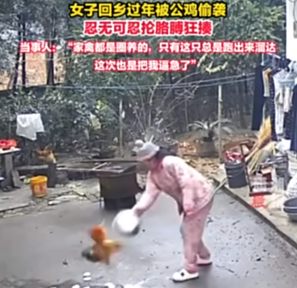 女子经过门口被公鸡欺负 结果反转：愤怒反击