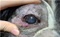 狗眼皮上面长了个小肿瘤