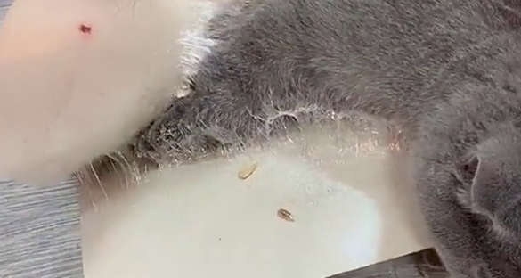 小猫被粘鼠板粘到了怎么处理