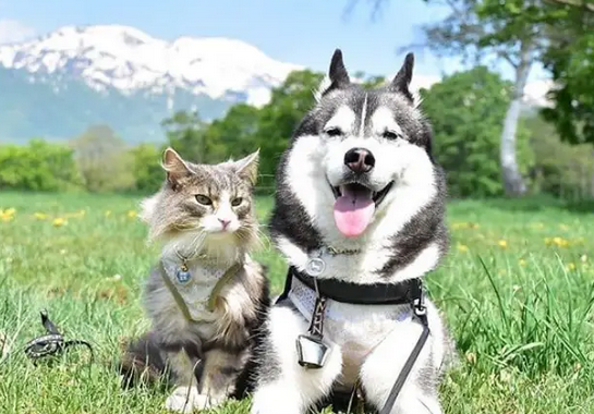 猫一天狗一天是什么意思