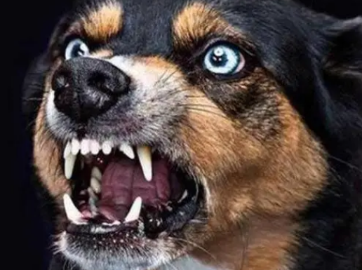 狂犬病感染条件 狂犬病感染条件