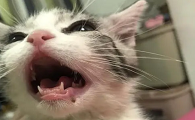 猫嘴唇溃疡能自愈吗